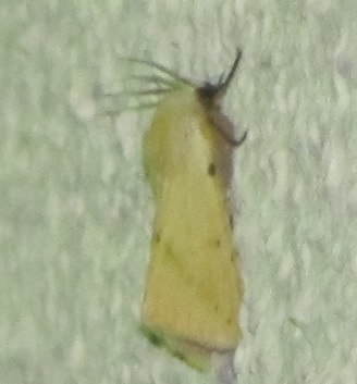 Spilosoma luteum